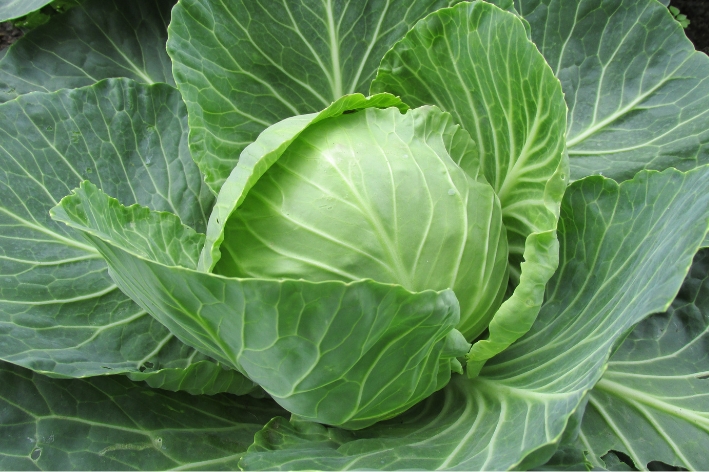Cabbage