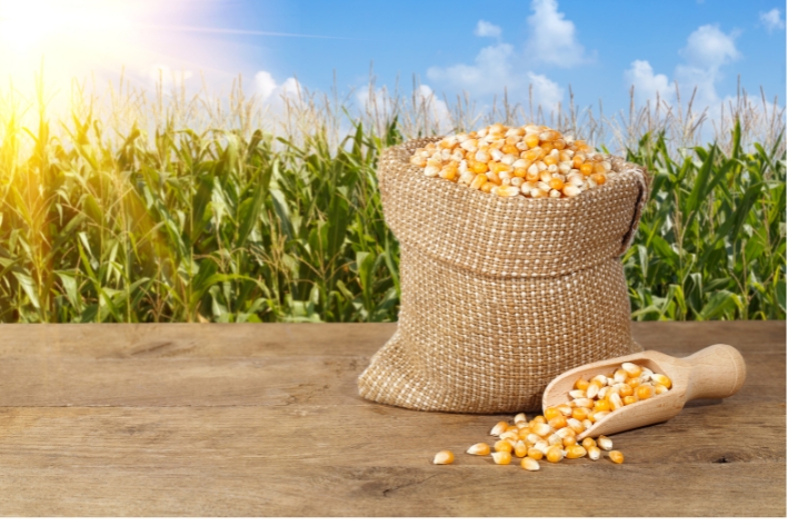Maize