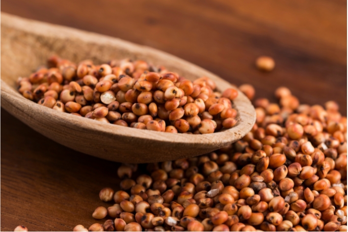 Sorghum