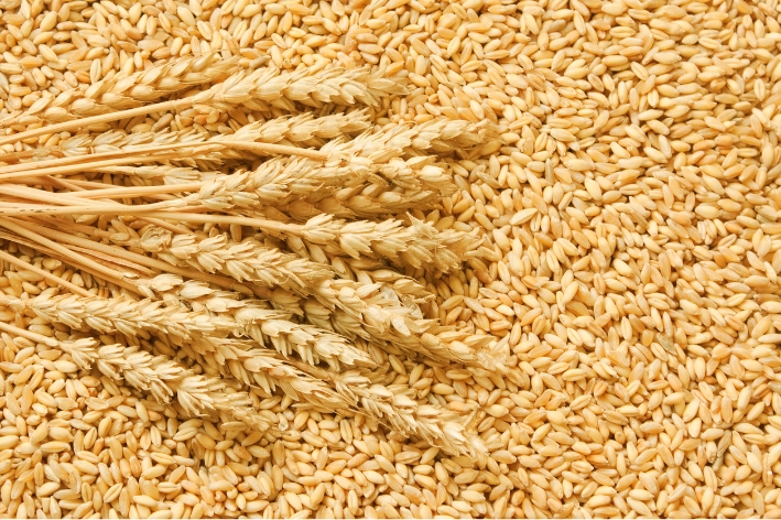 Wheat